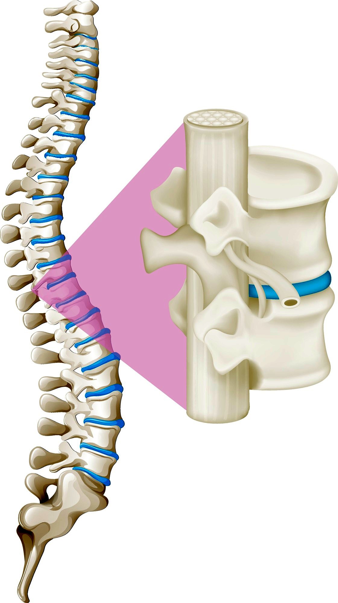Zur Seite: Ursachen von Rückenschmerz